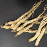 White Ginseng Stick Manufacturer - Fresh Trade Root