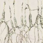 Dried Ginseng Roots Factory - 2024 New Bitter