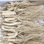 White Ginseng Stick Manufacturer - Fresh Trade Root