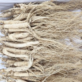 White Ginseng Stick Manufacturer - Fresh Trade Root