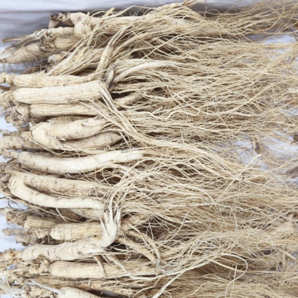 White Ginseng Stick Manufacturer - Fresh Trade Root
