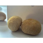 Bearded Tooth Mushroom Supplier - Organic Air Dried