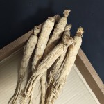 Panax Ginseng Root Factory - 5 Years Old