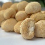 Bearded Tooth Mushroom Supplier - Organic Air Dried
