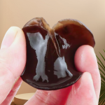 Wood Ear Mushrooms Supplier - Black Tree Fungus Food