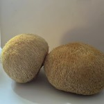 Lion's Mane Mushrooms Manufacturer - Wild Dried Health