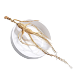 Panax Ginseng Root Manufacturer - White Dried 24 Months