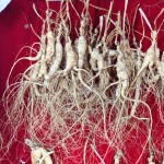 Traditional Ginseng Supplier - Chinese Dried Raw
