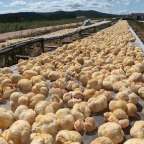 Dried Lion's Mane Mushrooms Factory - Cultivated Raw