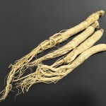 Panax Ginseng Root Factory - 5 Years Old