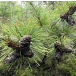 Organic Pine Nuts Supplier - Jilin Roasted Nut