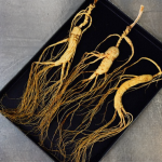 White Ginseng Root Manufacturer - Professional Supply