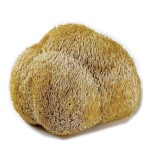 Lion's Mane Mushrooms Manufacturer - Wild Dried Health