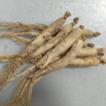 White Ginseng Supplier - Natural Dried Root