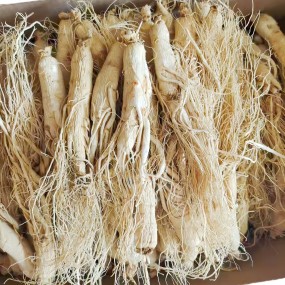 White Ginseng Root Manufacturer - Organic Top Grade