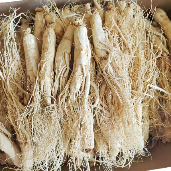 White Ginseng Root Manufacturer - Organic Top Grade