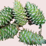 Organic Pine Nuts Manufacturer - Healthy Premium Snack