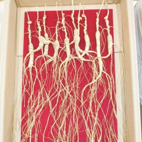 Panax Ginseng Root Manufacturer - 5 Years Old