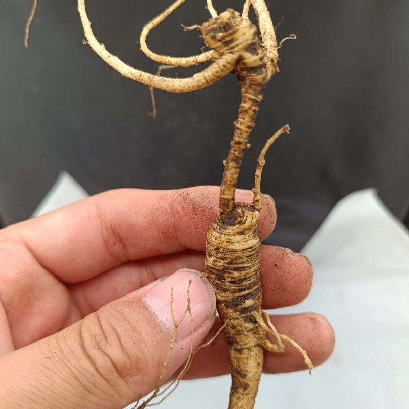 Dried Ginseng Root Supplier - Competitive Price