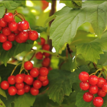 Organic Cranberry Snacks Manufacturer - Sweet Sour Taste