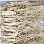 White Ginseng Factory - Special Offer Men