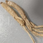 Wild Ginseng Manufacturer - High Quality Dry Sealed