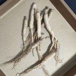 Dried Ginseng Root Manufacturer - 6 Year Old