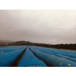 Raw Ginseng Supplier - Wholesale Dried Style