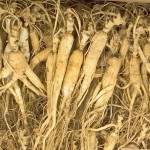 White Ginseng Root Manufacturer - Organic Top Grade