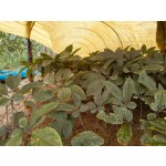 Raw Ginseng Supplier - Wholesale Dried Style