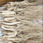 Dry Ginseng Factory - Excellent Price Bitter