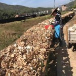 Mushroom Supplier - Dancing Variety Dried Natural