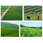 Health Tea Supplier - Tropical Artistic Freeze