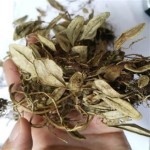 Bearberry Leaves Factory - Lingonberry Leaf Dried