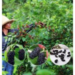 Peony Tea Manufacturer - Pink Fragrant Petals