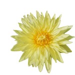 Osmanthus Tea Manufacturer - Dried Fragrans Herb