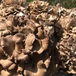 Mushroom Supplier - Dancing Variety Dried Natural