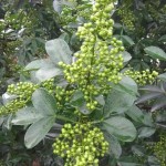 Sichuan Pepper Manufacturer - Chinese Spices Hua Jiao Bulk
