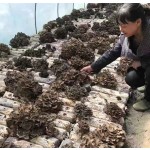 Mushroom Supplier - Dancing Variety Dried Natural