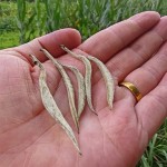 White Tea Manufacturer - Fuding Shoumei Loose