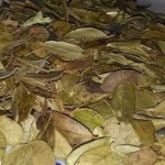 Bearberry Leaves Factory - Lingonberry Leaf Dried