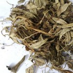 Bearberry Leaves Manufacturer - Lingonberry Leaf Herbal