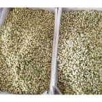 Snow Chrysanthemum Tea Manufacturer - Kunlun Mountain