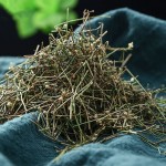 Hedyotis Herb Factory - Bai Hua She Cao Dried Bulk