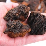 Chaga Mushroom Factory - Natural Block Cut Bulk