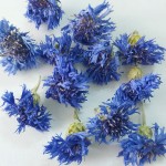 Ganoderma Powder Factory - Spore Broken Pure