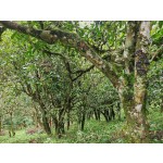 White Tea Manufacturer - Fuding Shoumei Loose