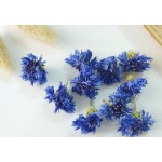 Ganoderma Powder Factory - Spore Broken Pure