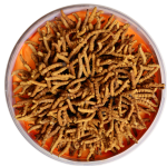 Cordyceps Capsule Factory - Tibet Extract Nutritional