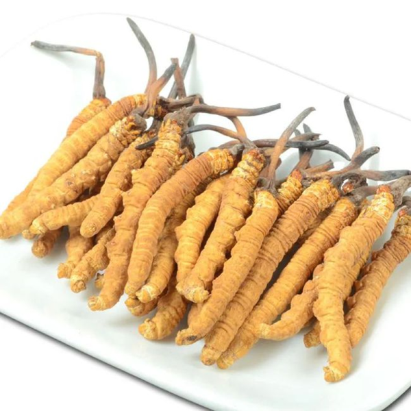 Cordyceps Capsule Factory - Tibet Extract Nutritional